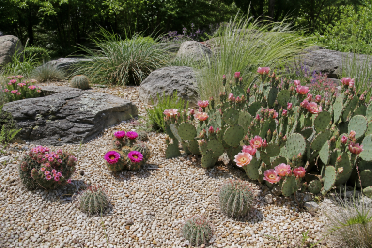 10 Cold-Hardy Cacti for Outdoor Gardens