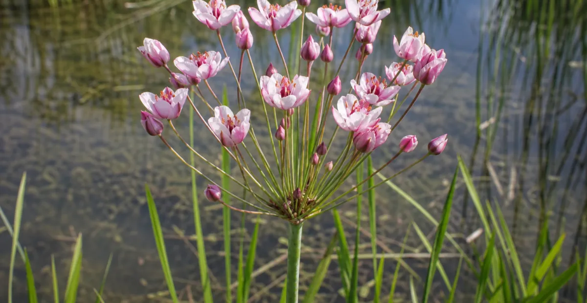 Flowering-rush (Butomus umbellatus) – plant photo