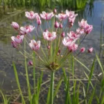 Flowering-rush (Butomus umbellatus) – plant photo