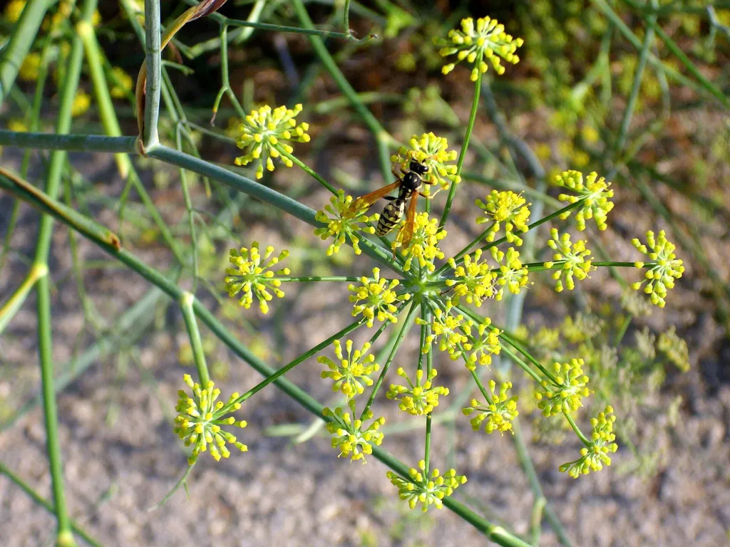 fenikel obyčajný (Foeniculum vulgare) – kvety zblízka, fotografia rastliny