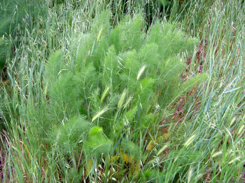 fenikel obyčajný (Foeniculum vulgare) – v prirodzenom prostredí, fotografia rastliny