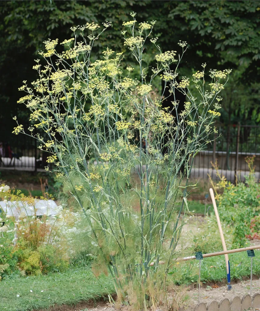 fenikel obyčajný (Foeniculum vulgare) – typický vzhľad, fotografia rastliny