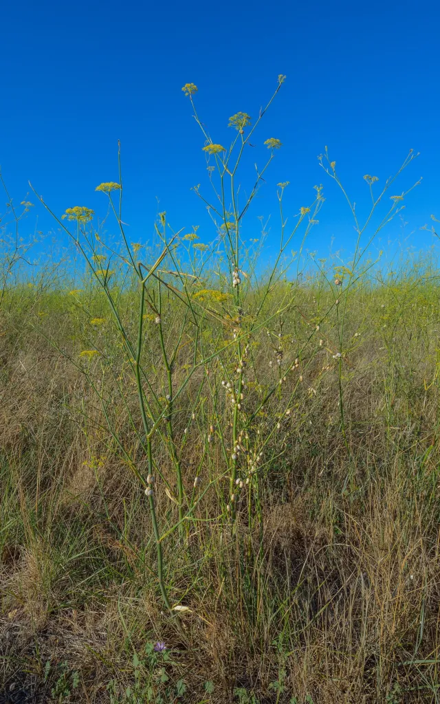 fenikel obyčajný (Foeniculum vulgare) – typický vzhľad, fotografia rastliny