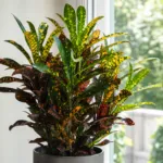Franklin Roosevelt Croton (Codiaeum variegatum 'Franklin Roosevelt') – plant photo