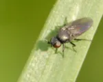 Frit Fly