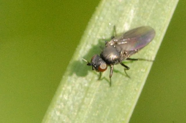 Fritfliege