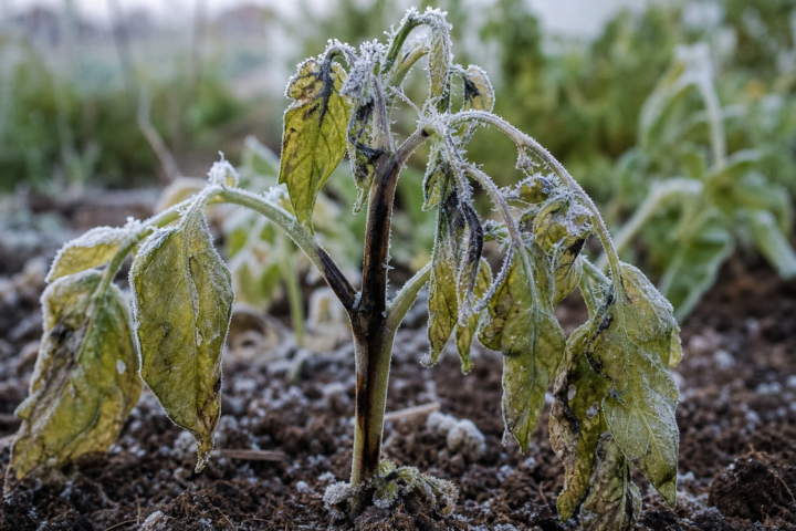 Frostschäden an Pflanzen