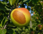 Fruit Sunburn