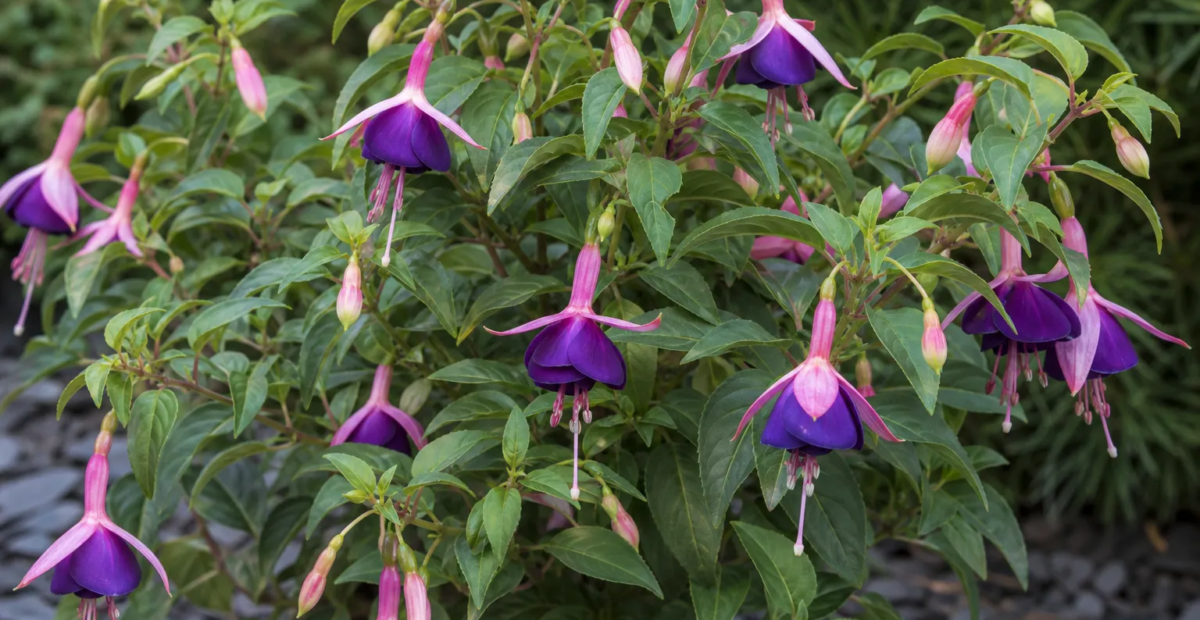 Fuchsia 'Ben Jammin' – Pflanzenfoto