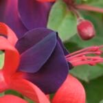 Fuchsia ‘Black Prince’ (Fuchsia 'Black Prince') – fotografia rastliny