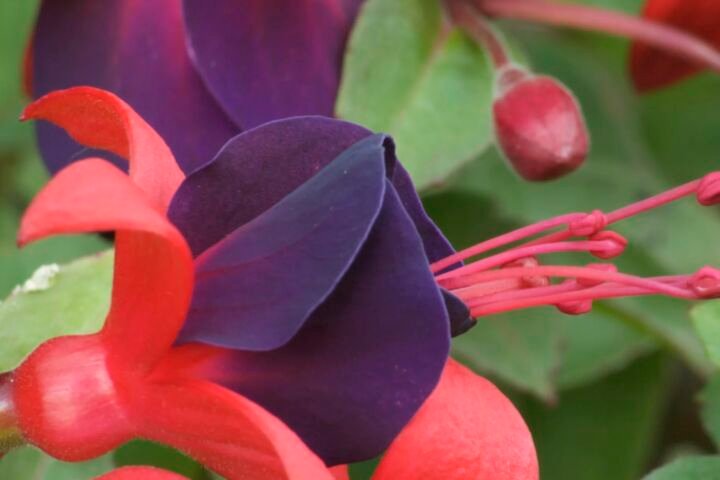 Fuchsia 'Black Prince'