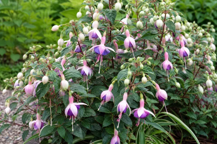 Fuchsia 'Border Queen'