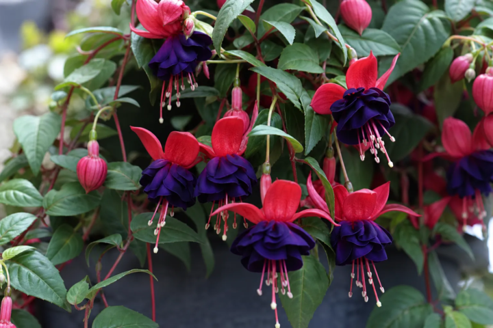 Fuchsia 'Dark Eyes'