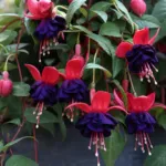 Fuchsia ‘Dark Eyes’ (Fuchsia 'Dark Eyes') – plant photo