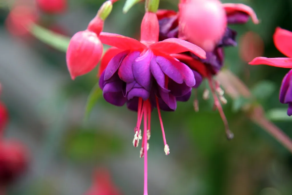 Fuchsia 'Dollar Princess' – characteristic appearance, plant photo