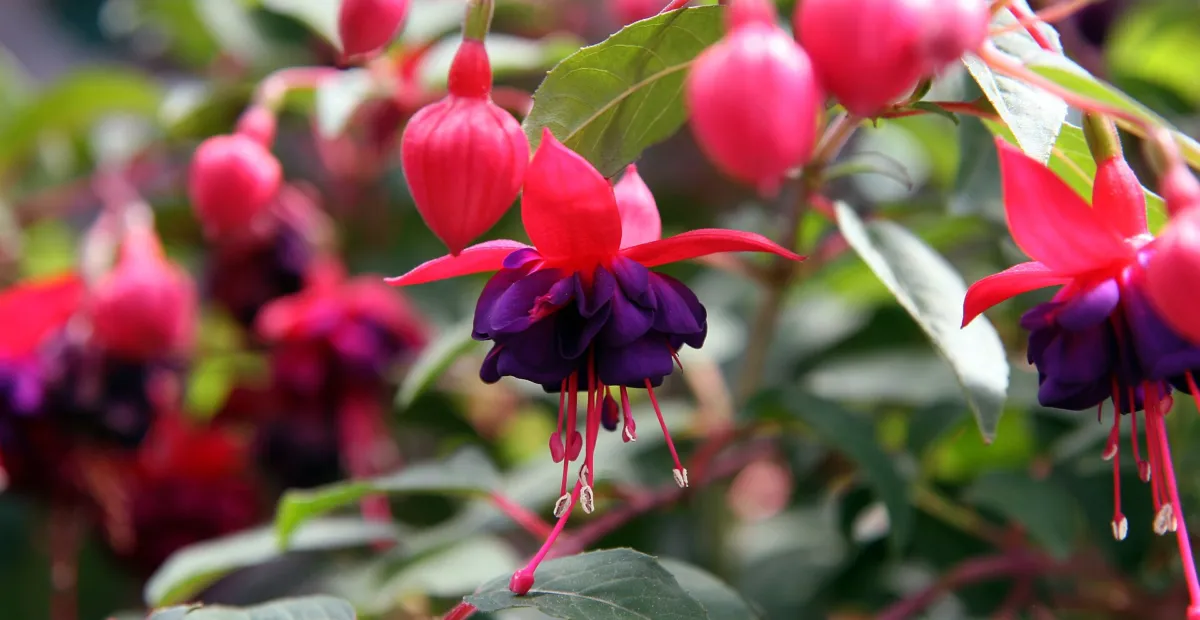 Fuchsia 'Dollar Princess' – plant photo