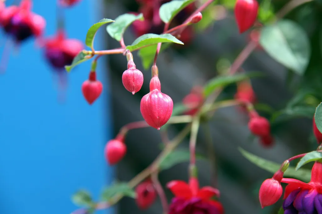 Fuchsia 'Dollar Princess' – characteristic appearance, plant photo