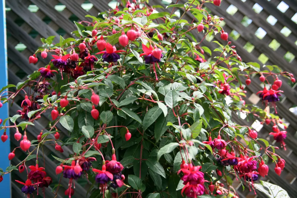 Fuchsia 'Dollar Princess' – characteristic appearance, plant photo