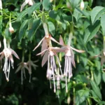 Fuchsia ‘Hawkshead’ (Fuchsia 'Hawkshead') – plant photo