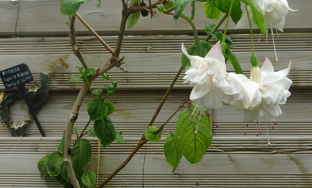 Fuksja 'Hawkshead' (Fuchsia 'Hawkshead') – characteristic appearance, plant photo
