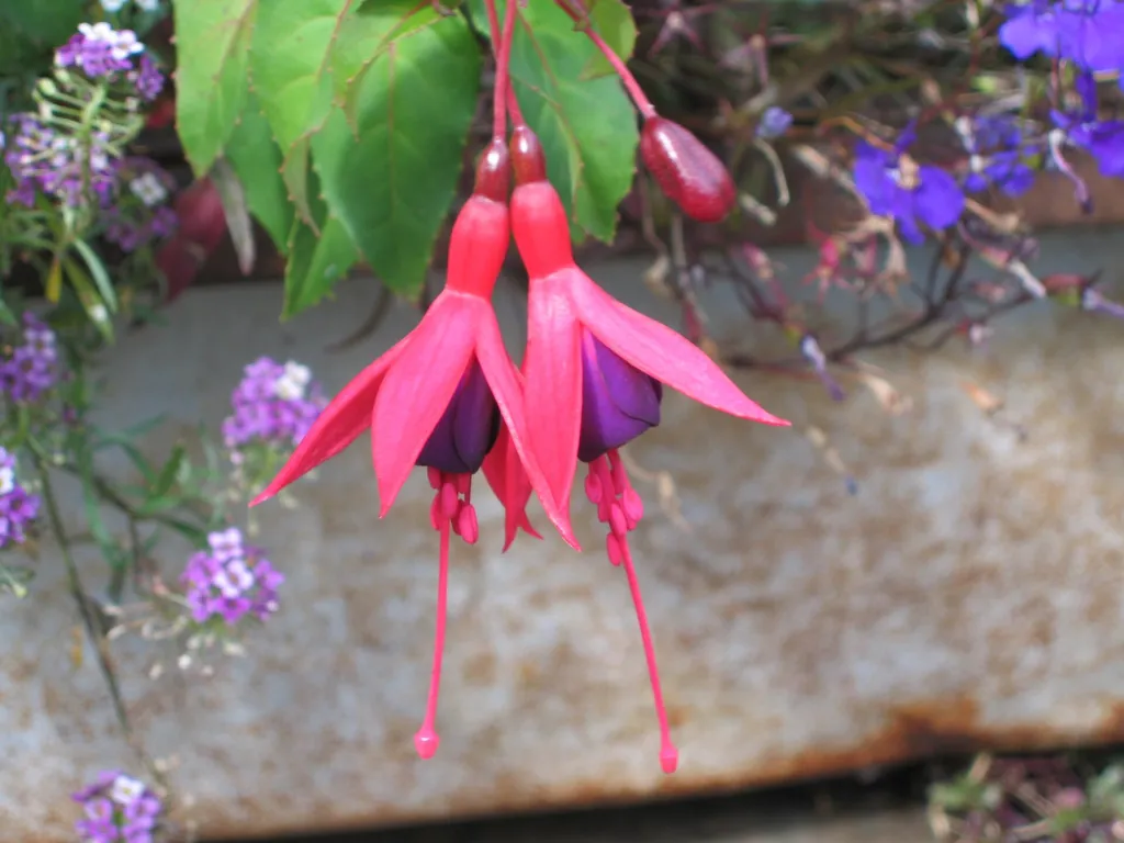 Fuchsia 'Mrs Popple' – characteristic appearance, plant photo