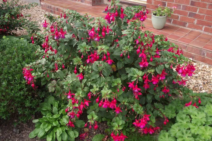 Fuchsia 'Mrs Popple'