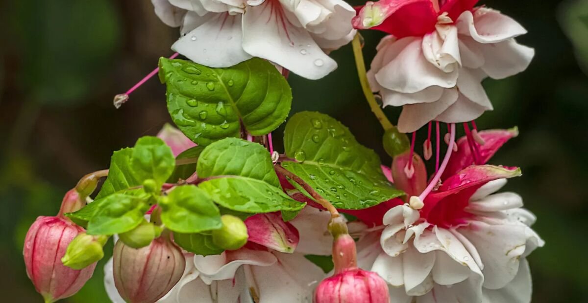 Fuchsia 'Swingtime' – Pflanzenfoto