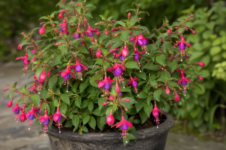 Fuchsia 'Tom Thumb'