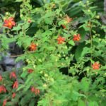 Fuchsia triphylla – zdjęcie rośliny