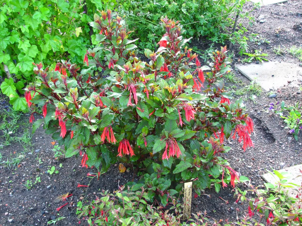 Fuchsia triphylla – in a garden setting, plant photo