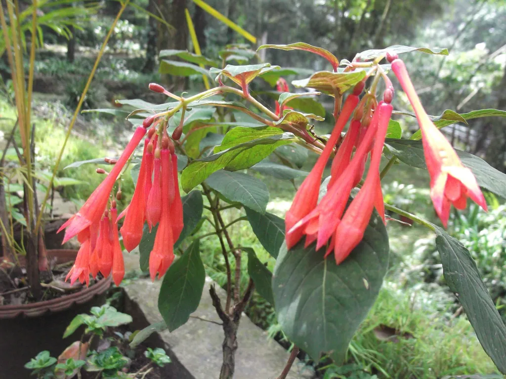 Fuchsia triphylla – flowers in close-up, plant photo
