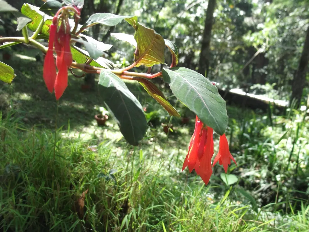 Fuchsia triphylla – flowers in close-up, plant photo