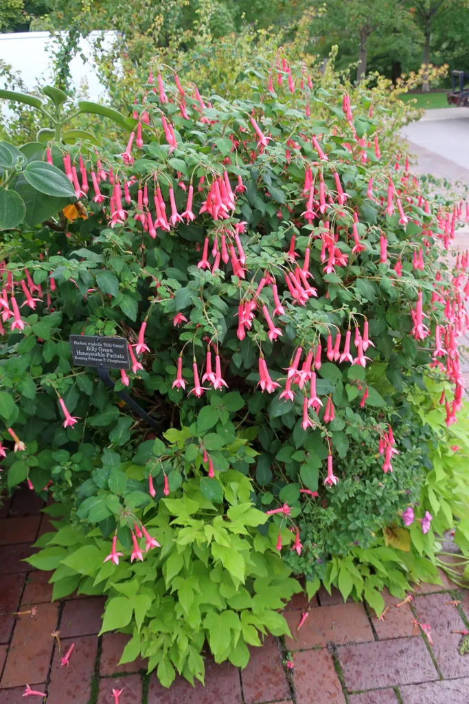 Fuchsia triphylla – in a garden setting, plant photo