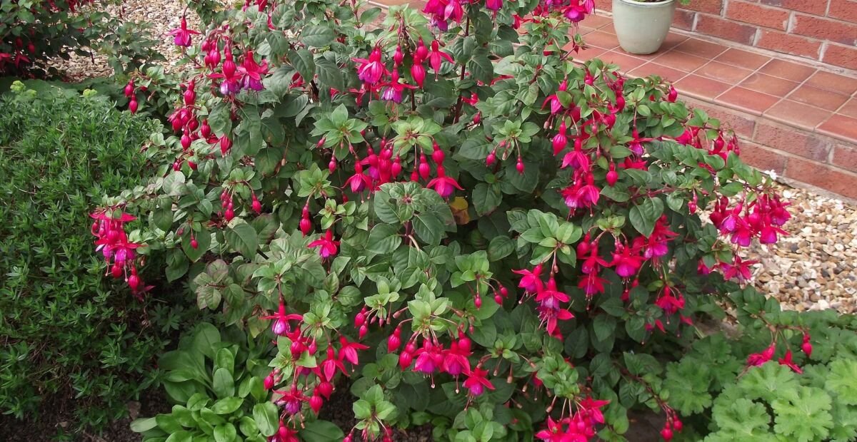 Fuchsie 'Mrs Popple' (Fuchsia 'Mrs Popple') – Pflanzenfoto