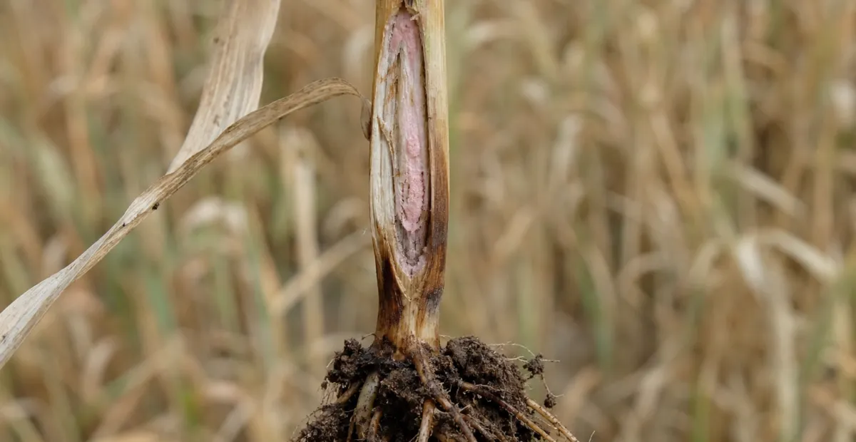 Fusarium culmorum Crown Rot and Head Blight of Cereals
