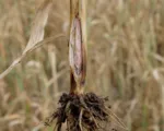 Fusarium culmorum Crown Rot and Head Blight of Cereals