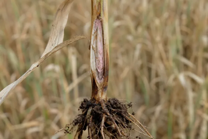 Fusarium culmorum Crown Rot and Head Blight of Cereals