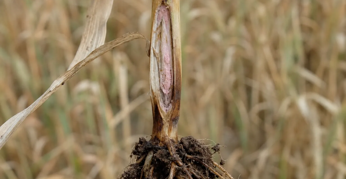 Fusarium culmorum – Getreide-Fusariose