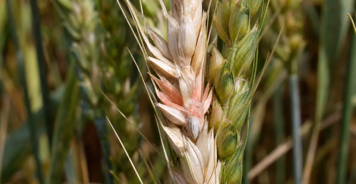 Fusarium head blight (scab)