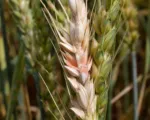 Fusarium head blight (scab)