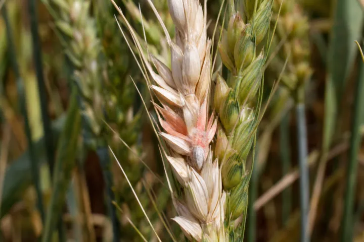 Fusarium head blight (scab)