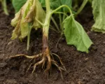 Fusarium solani species complex: root, crown and fruit rots