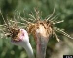 Fusarium-Welke