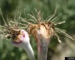 Fusarium wilt