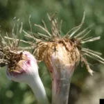 Fusarium wilt