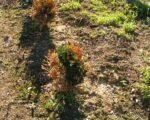 Fytoftórová hniloba a vädnutie spôsobené Phytophthora nicotianae