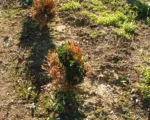 Fytoftoroza korzeni i szyjki korzeniowej powodowana przez Phytophthora nicotianae