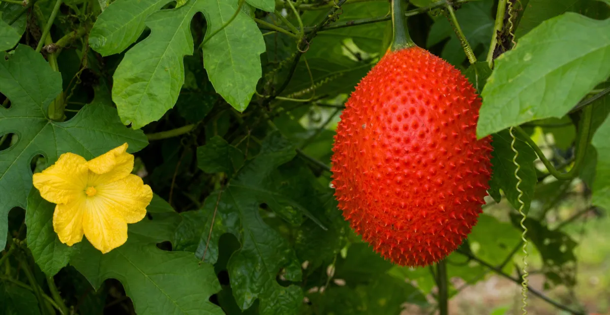 Gac (Momordica cochinchinensis) – plant photo