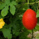 Gac (Momordica cochinchinensis) – plant photo