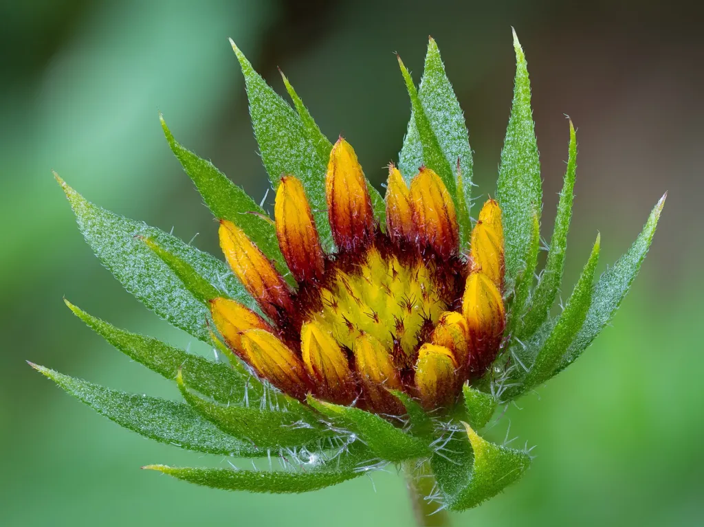 common blanketflower (Gaillardia aristata) – flowers in close-up, plant photo